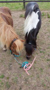 Die beiden Kleinen Ponys