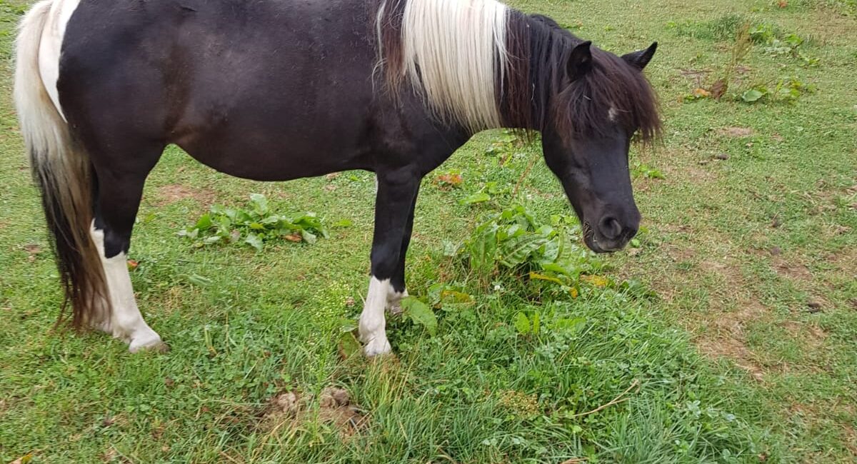 Unser Pony Hatschi