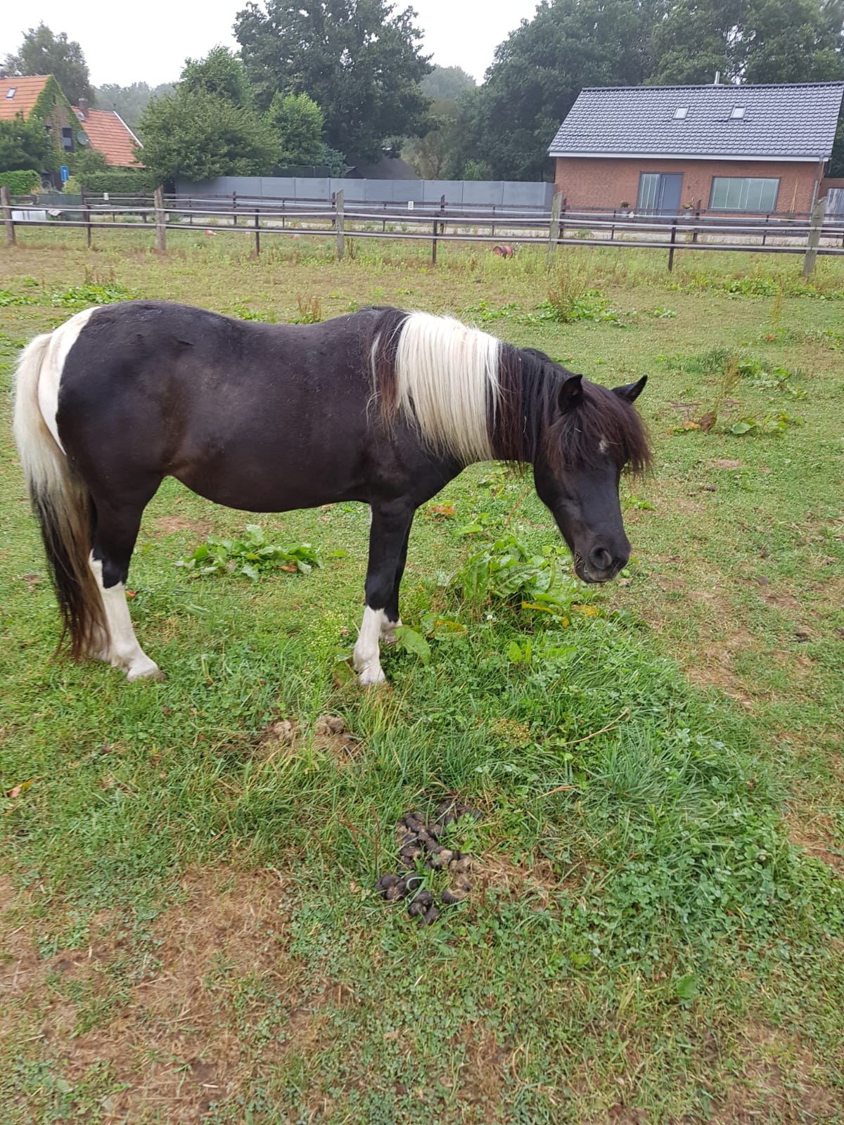 Unser Pony Hatschi